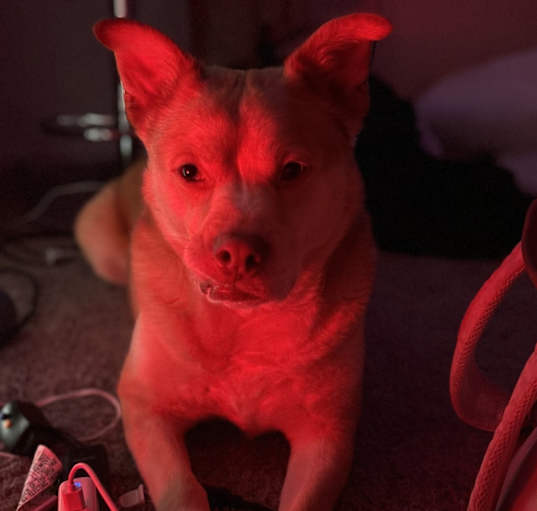 Photo of Loki
