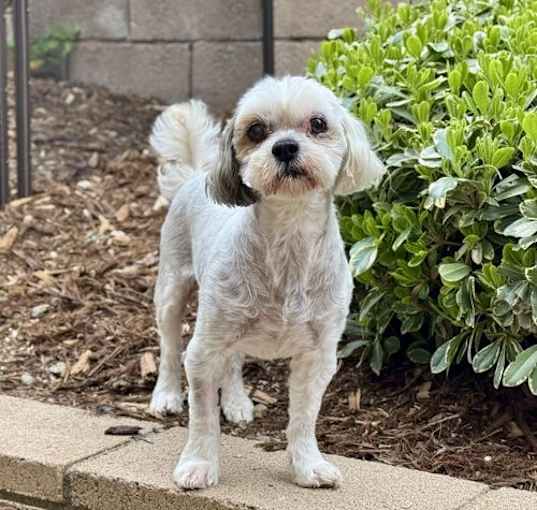 Photo of Wasabi