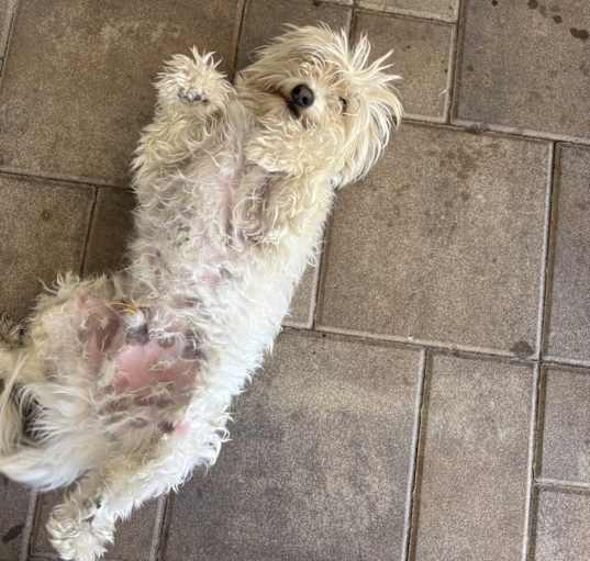 Photo of romeo