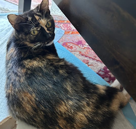 Photo of Sunbeam