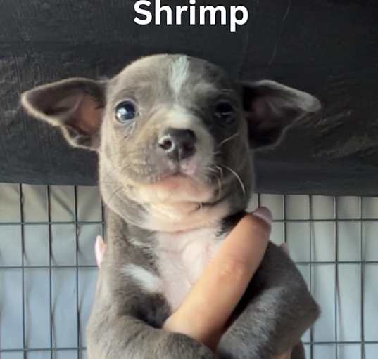 Photo of Shrimp