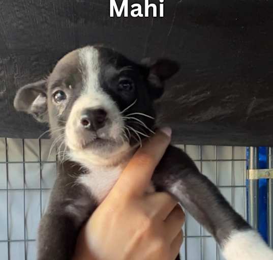 Photo of Mahi