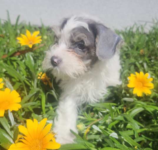 Photo of Marti