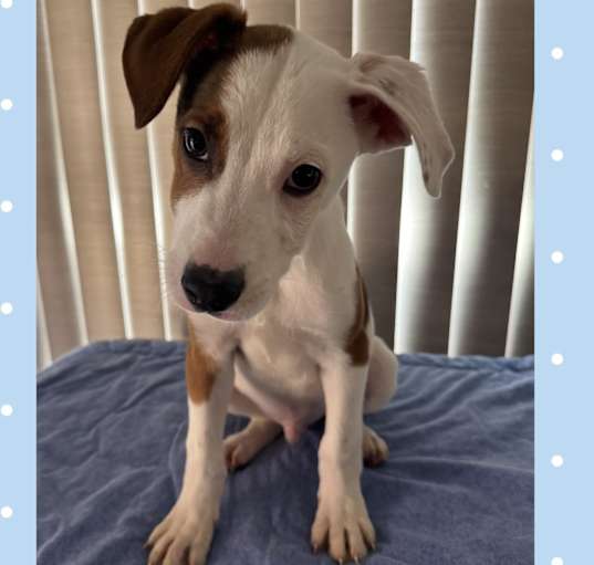 Photo of RUDY– 4 MO JACK RUSSELL TERRIE