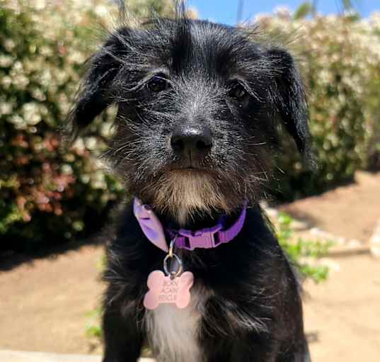 Photo of Daisy