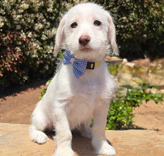 Photo of Jax