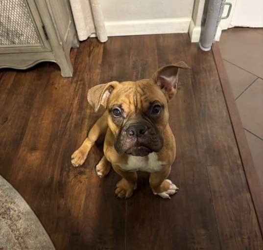 Photo of Juniper