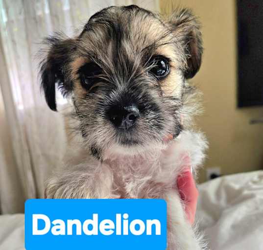 Photo of Dandelion
