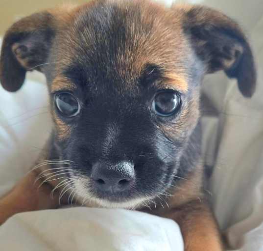 Photo of Daffodil