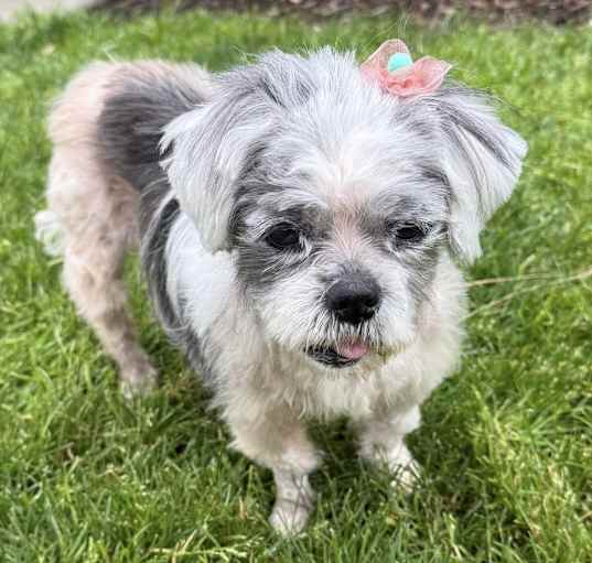 Photo of Roxie