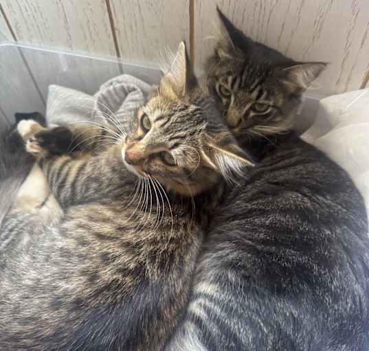 Photo of Napoleon and Zena
