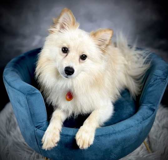 Photo of Mango