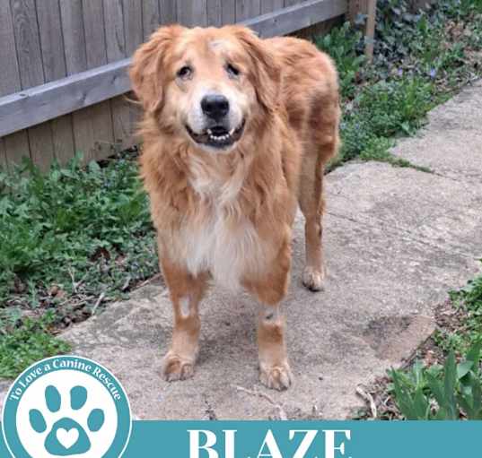 Photo of Blaze 041225
