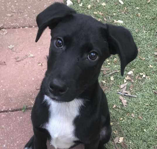 Photo of Pup Lil