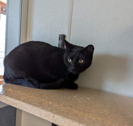 Photo of Ember