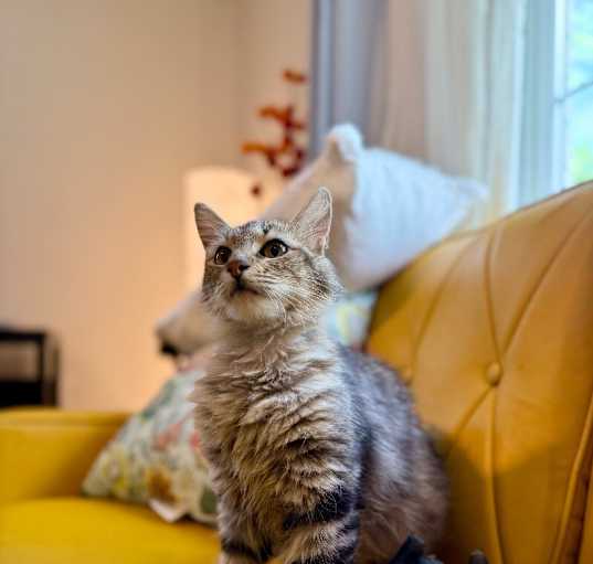 Photo of Mochi Blossom
