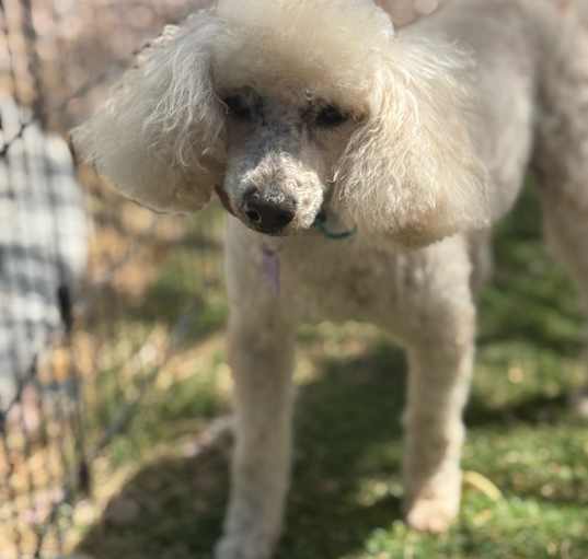 Photo of Cosette