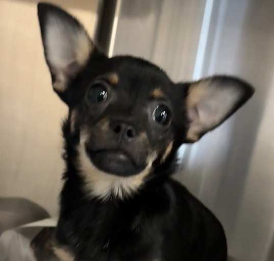 Photo of Chihuahua Mix Charlie