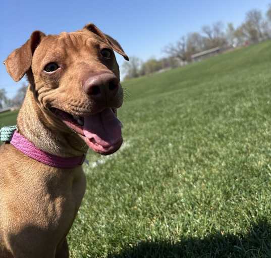 Photo of Dobby