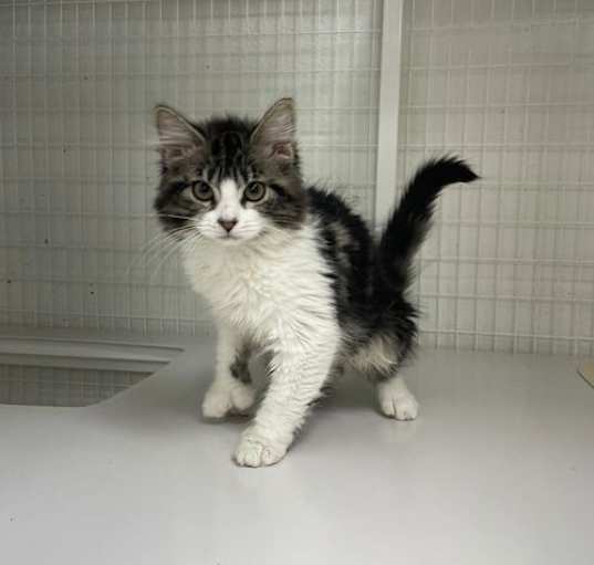 Photo of 25-06 Gianna
