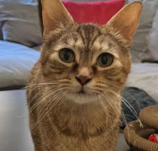 Photo of Nala