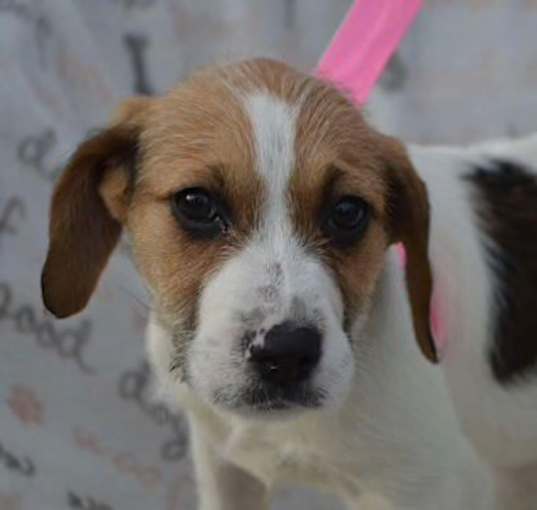 Photo of LACI/ADOPTED
