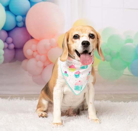 Photo of Rosie (Bonded with Ruby)