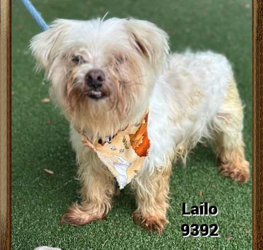 Photo of LAILO