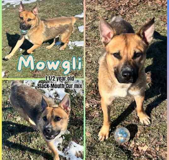 Photo of MOWGLI
