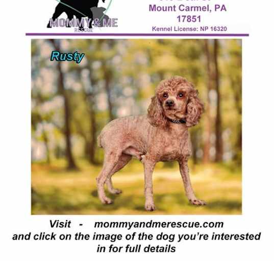 Photo of Rusty