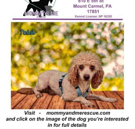 Photo of Tobie
