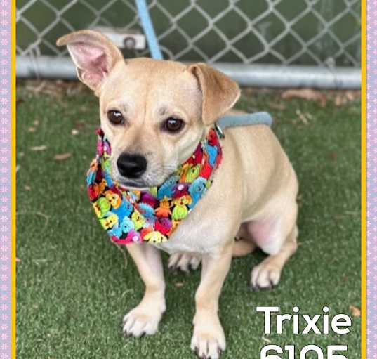 Photo of TRIXIE