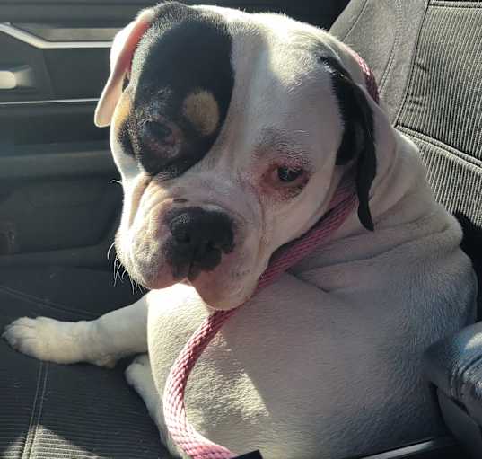 Photo of Bolo