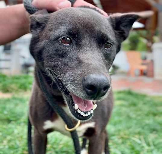 Photo of Stella