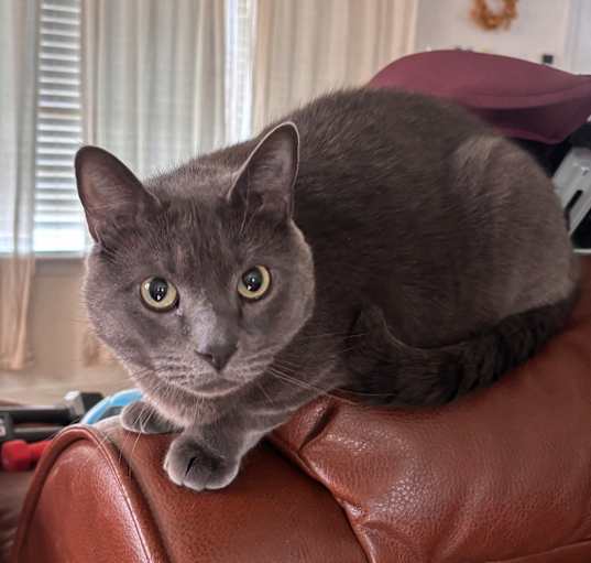 Photo of Shadow