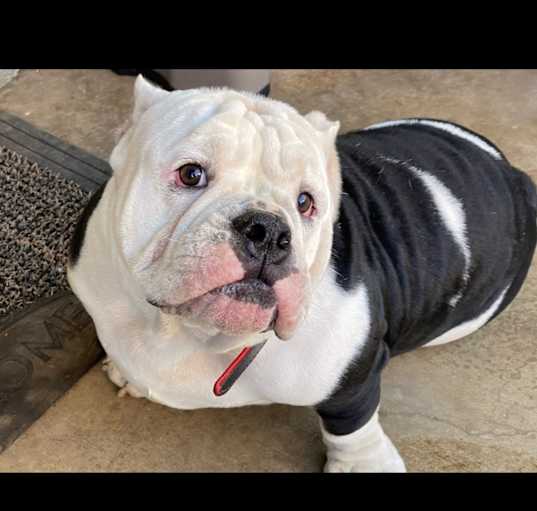 Photo of Barkley