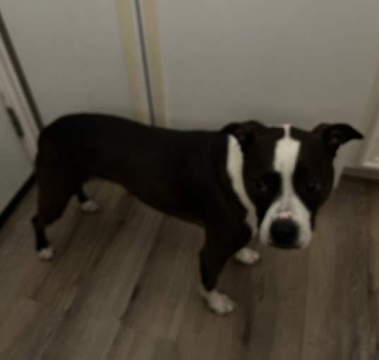 Photo of Luna