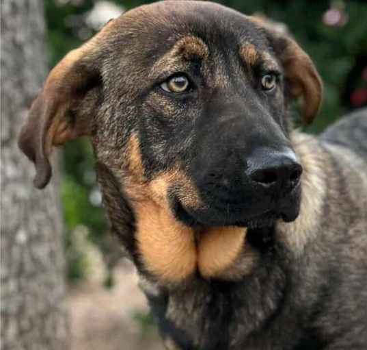 Photo of Cadet