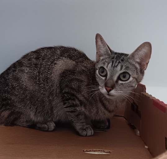 Photo of Shilo