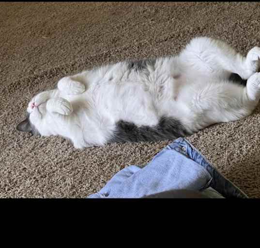 Photo of Luna