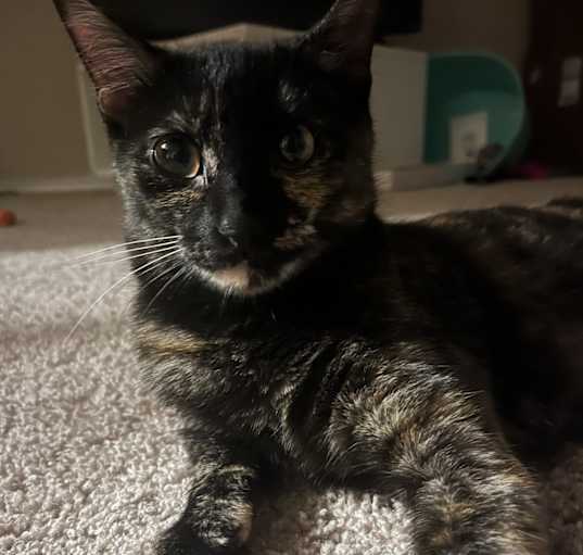 Photo of Indigo
