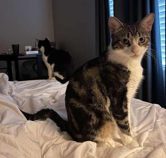 Photo of Mochi