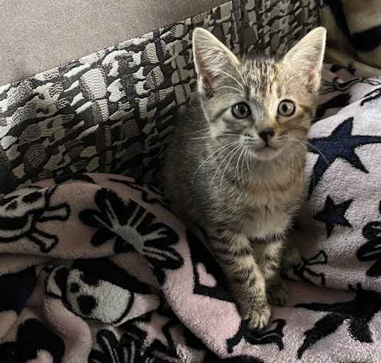 Photo of Lily