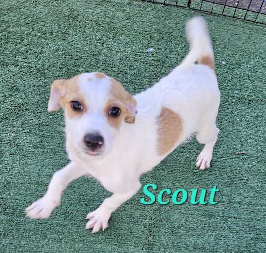 Photo of Scout
