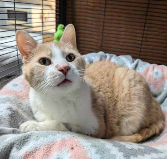 Photo of Coco