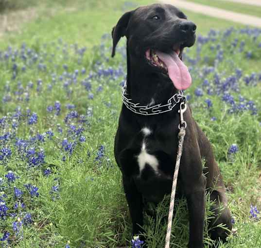 Photo of Chevy