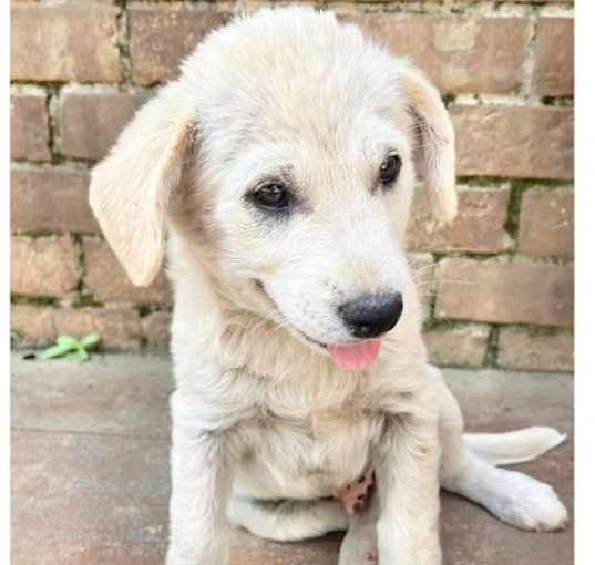 Photo of Milo
