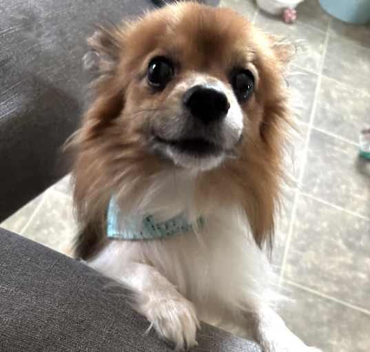 Photo of Louie