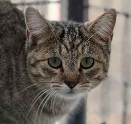 Photo of Peggy