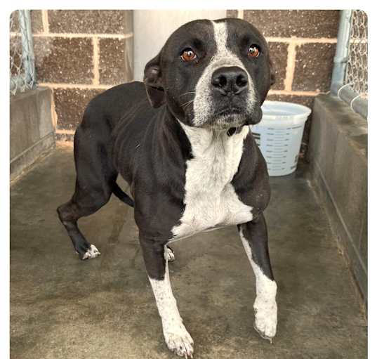 Photo of Dahlia